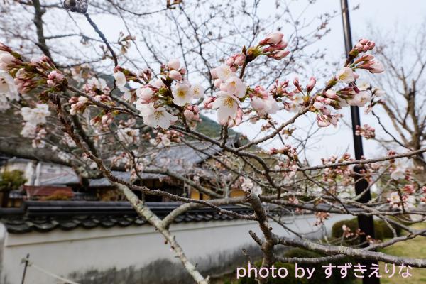 少し咲いた桜の写真