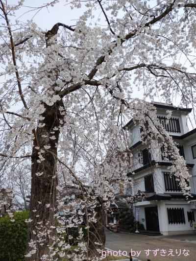 しだれ桜の写真