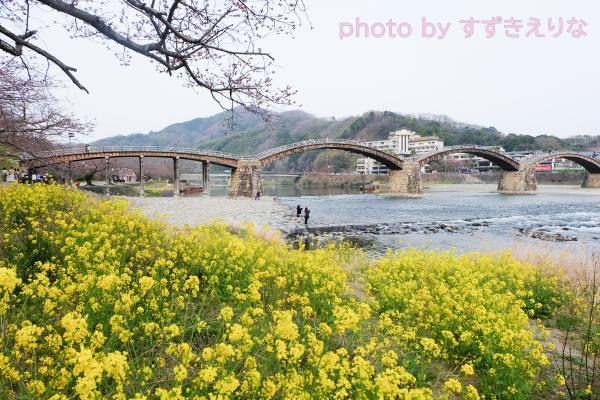 錦帯橋と菜の花の写真