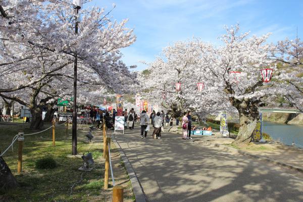 錦帯橋たもとの河原の桜