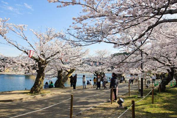 鵜飼広場の桜の写真1