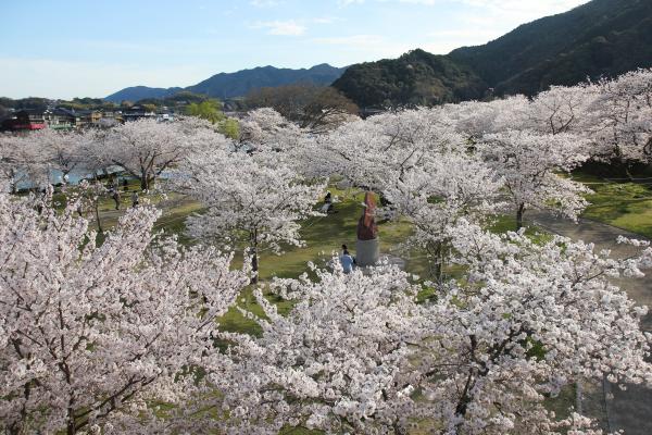鵜飼広場の桜の写真2