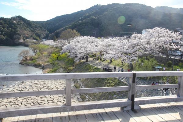錦帯橋上から見る桜2