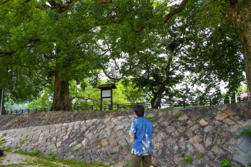 楠群の下を歩く増冨さん