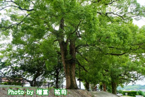 大きな楠の写真