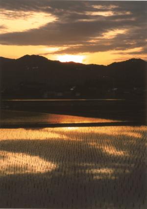田植えあとの夕景
