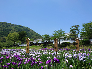 梅雨の晴れ間の菖蒲園　ツユソラ