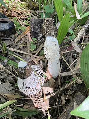 キヌガサタケ