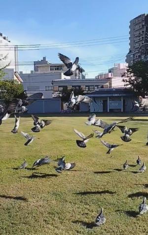 平和なハト公園 