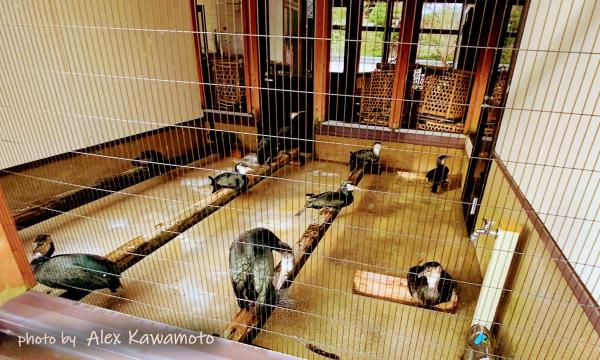 鵜舎