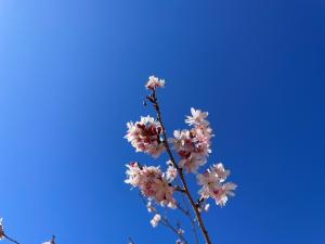 晴天と十月桜