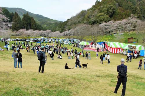 桜祭り写真
