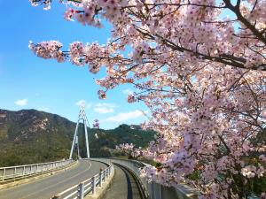 美和の桜