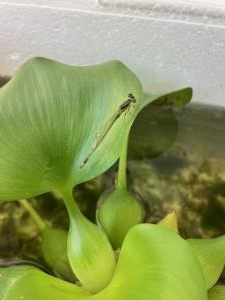 メダカの水槽から、こんにちは！