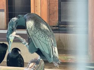 鵜飼まで身だしなみ中