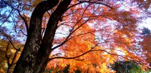 師走の紅葉