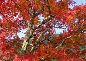 紅葉