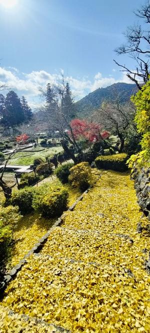 黄金の絨毯