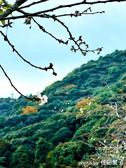 吉香公園