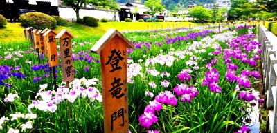 しょうぶ園