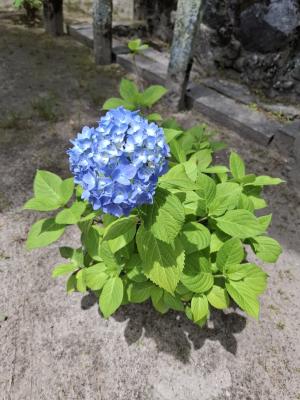 水無月に咲くも散りゆく無常かな。