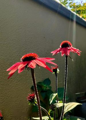 花火のような