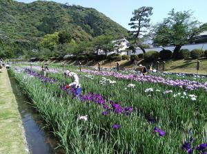 【最優秀賞】 お堀の菖蒲