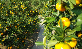 みかん狩り（松田園・周防大島町）