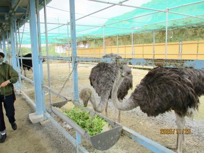 ダチョウへのえさやり体験