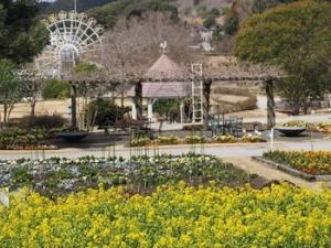 菜の花（やまぐちフラワーランド）