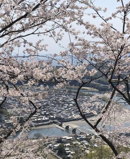一般部門 入選 「桜と錦帯橋」