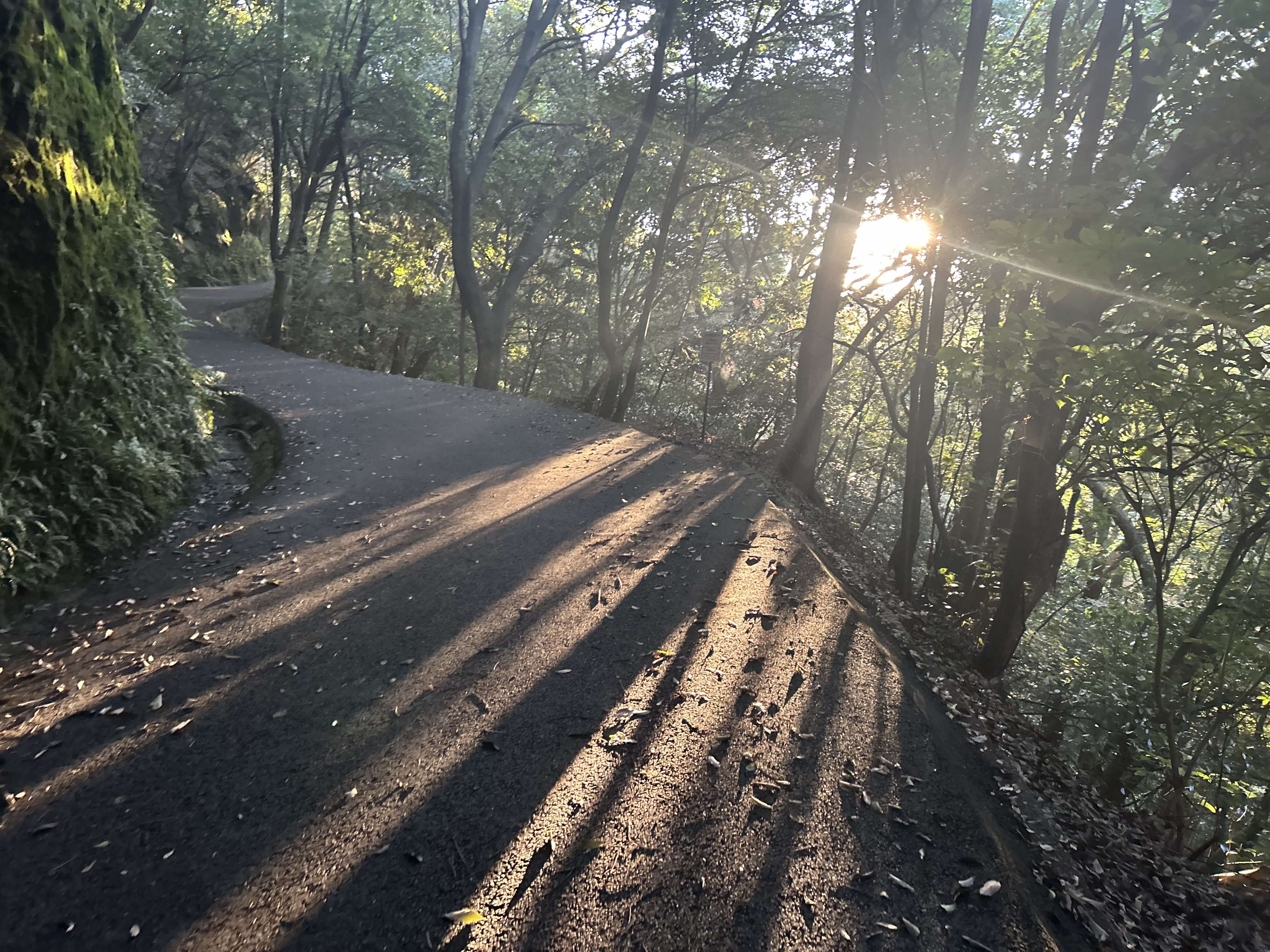 ジュニア部門 入選 「登山道に差し込む朝日」