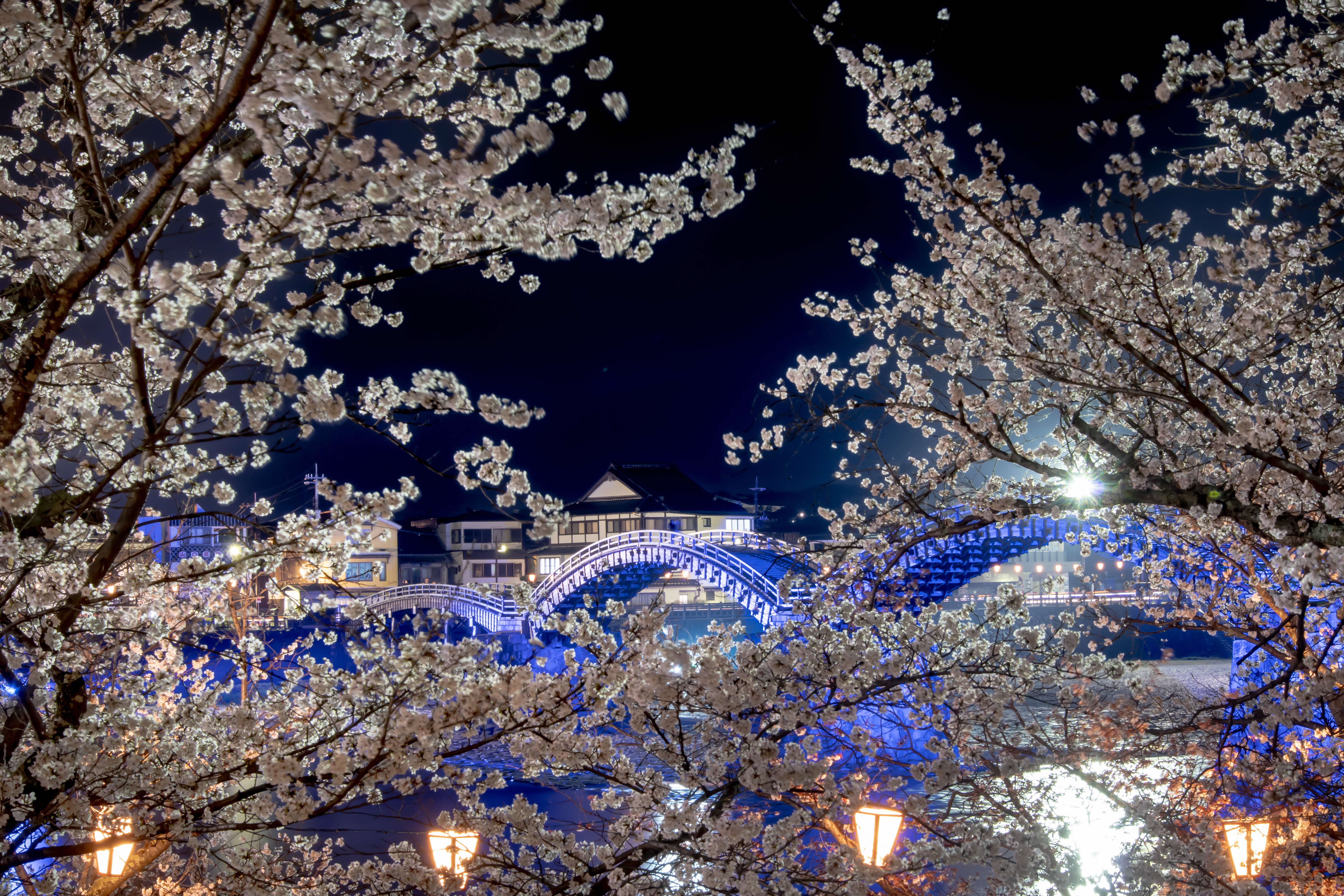 一般部門 景観審議会長賞 「夜桜幻想」