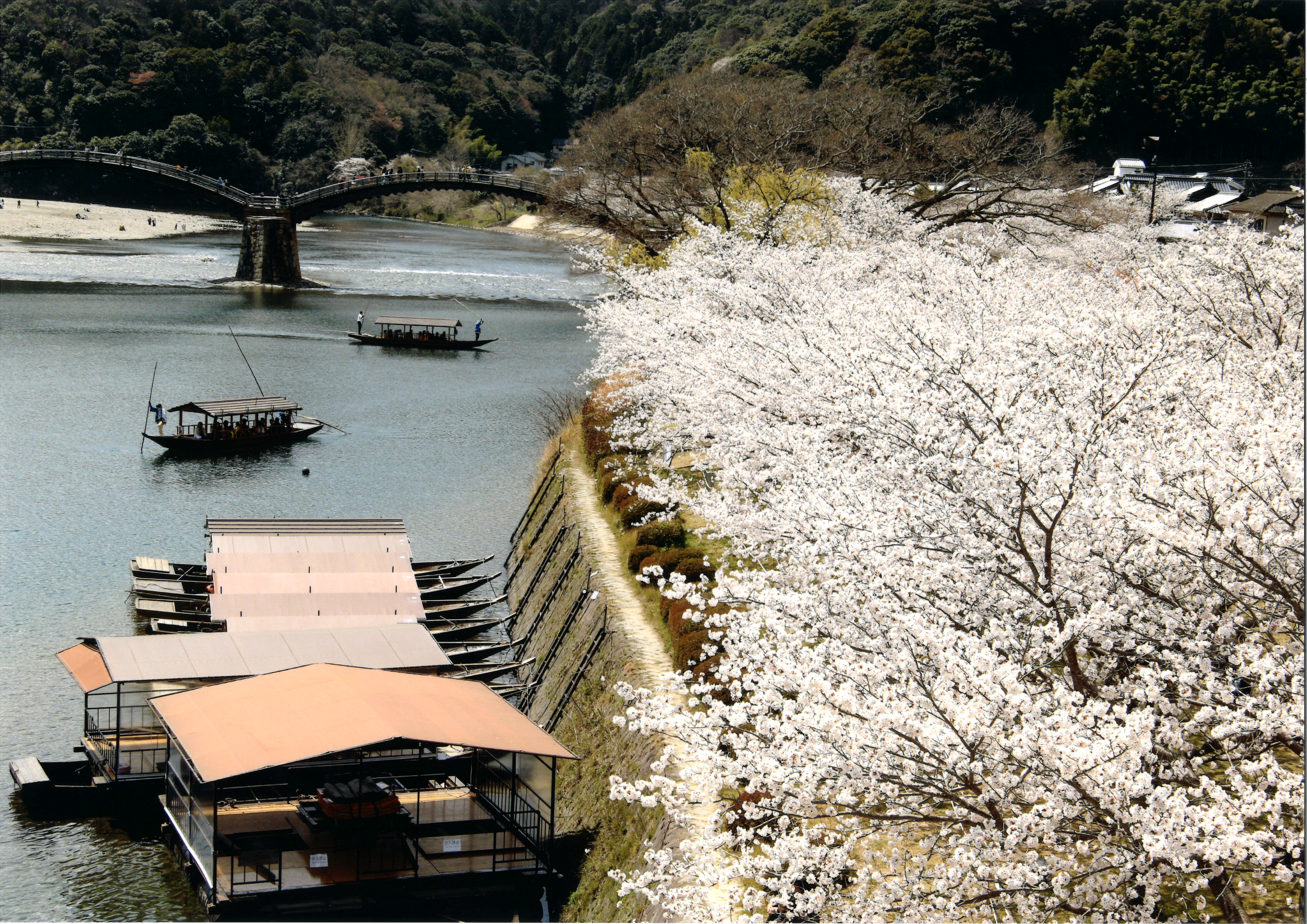 一般部門 入選 「満開の桜と遊覧船」