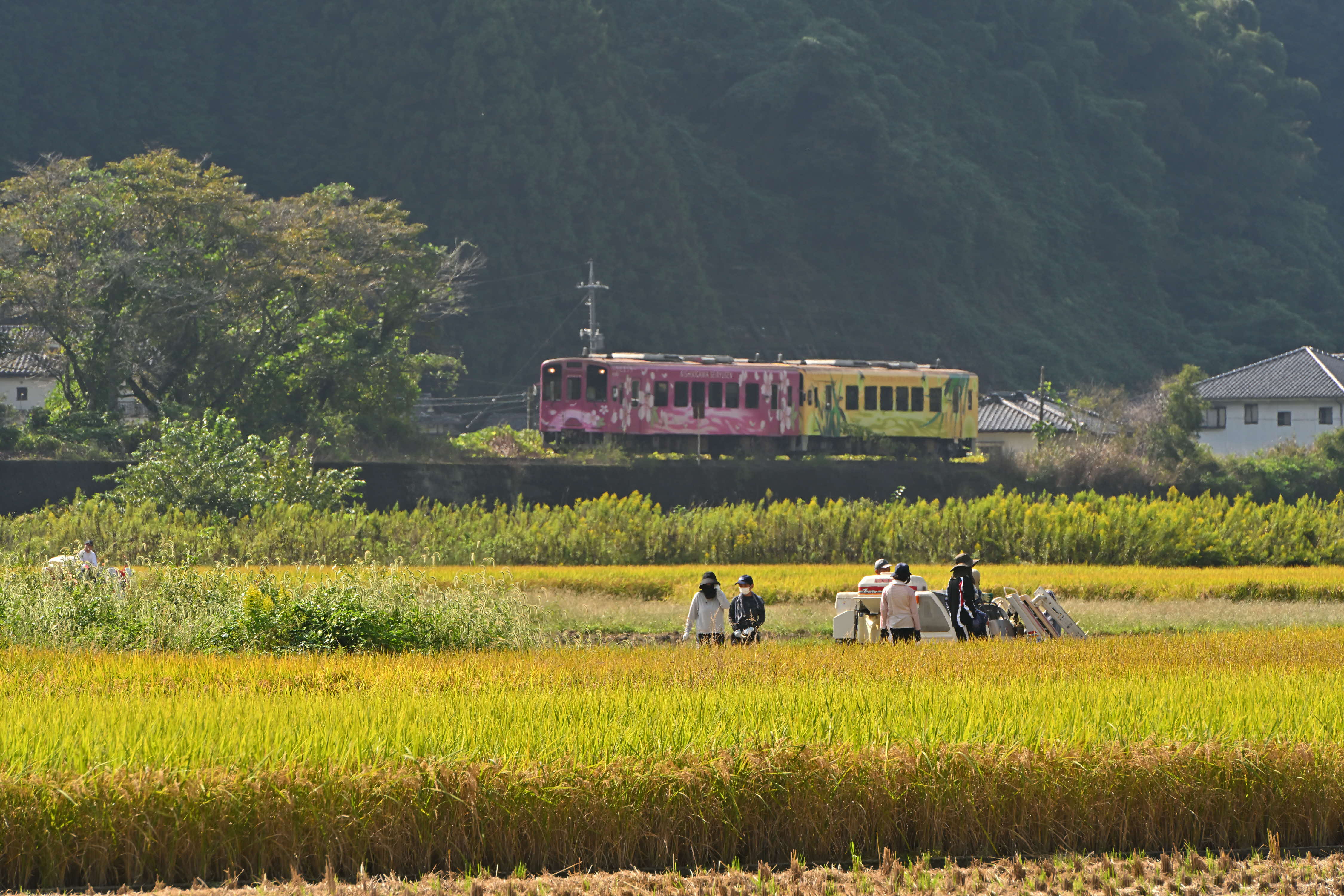 一般部門 入選 「実りの秋」