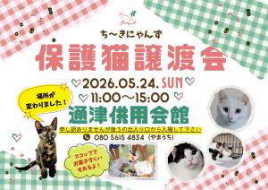 保護猫譲渡会写真
