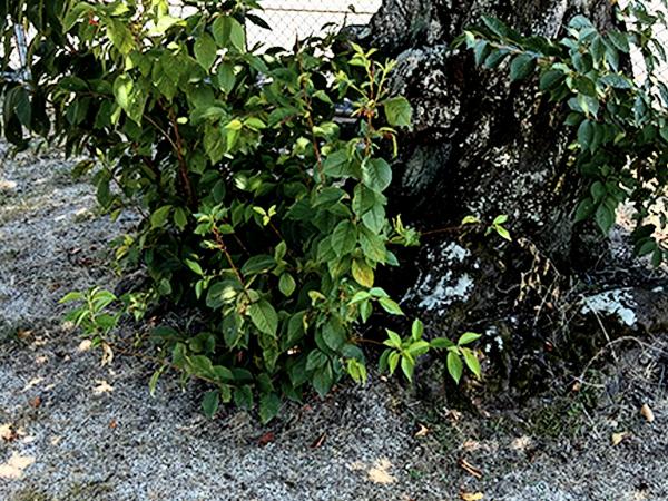 公園の木