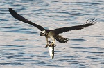 osprey　ミサゴとボラ