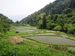 神東の棚田