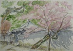 4　タイトル：氷興寺　白壁と櫻