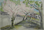 5　タイトル：白壁と櫻