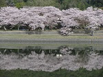 8　タイトル：みなもを渡る夢見草