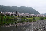 9　タイトル：桜と菜の花