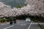 11　タイトル：桜トンネル