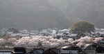 13　タイトル：春の錦帯橋　暮色　2