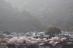 14　タイトル：春の錦帯橋　暮色　3
