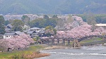 18　タイトル：いつまでも大切にしたい錦帯橋と桜の風景