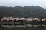 20　タイトル：桜と岩国城