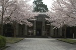 21　タイトル：徴古館の桜