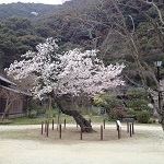 24　タイトル：孤高の一本桜